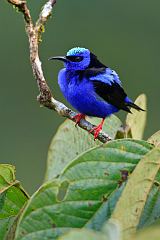 Red-legged Honeycreeper