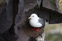 Red-legged Kittiwake