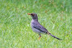 Red-legged Thrush