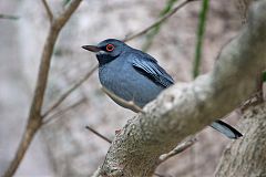 Red-legged Thrush