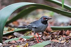 Red-legged Thrush