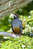 Red-legged Thrush