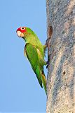 Red-masked Parakeetborder=