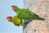 Red-masked Parakeet