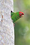 Red-masked Parakeetborder=