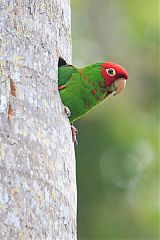 Red-masked Parakeet