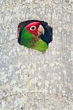 Red-masked Parakeetborder=