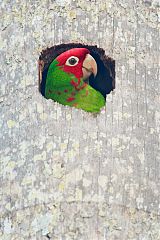 Red-masked Parakeet