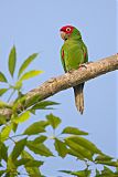 Red-masked Parakeet