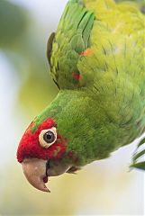 Red-masked Parakeet