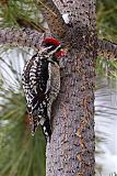 Red-naped Sapsucker