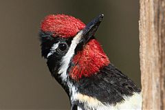 Red-naped Sapsucker