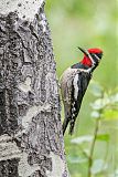 Red-naped Sapsucker