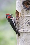 Red-naped Sapsucker