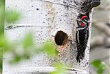 Red-naped Sapsucker