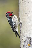 Red-naped Sapsucker