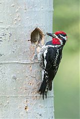 Red-naped Sapsucker