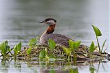 Red-necked Grebeborder=