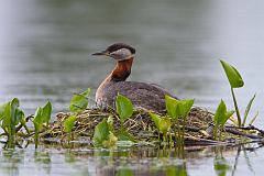 Red-necked Grebe