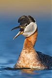 Red-necked Grebeborder=