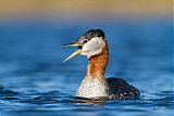 Red-necked Grebeborder=