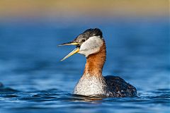 Red-necked Grebe