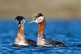 Red-necked Grebe