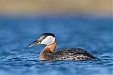 Red-necked Grebeborder=