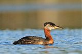 Red-necked Grebeborder=