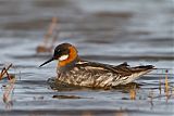 Red-necked Phalarope