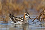 Red-necked Phalarope