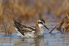 Red-necked Phalarope