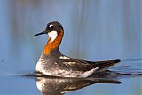 Red-necked Phalarope