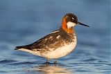 Red-necked Phalarope