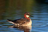 Red-necked Phalarope