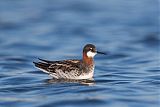 Red-necked Phalarope