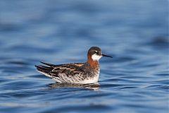 Red-necked Phalarope