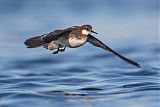 Red-necked Phalarope