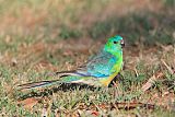 Red-rumped Parrotborder=