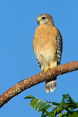 Red-shouldered Hawk