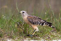 Red-shouldered Hawk