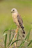 Red-shouldered Hawkborder=