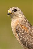 Red-shouldered Hawkborder=