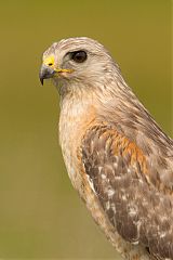 Red-shouldered Hawk