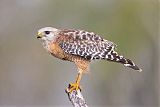 Red-shouldered Hawkborder=