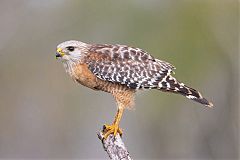 Red-shouldered Hawk