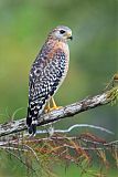 Red-shouldered Hawkborder=