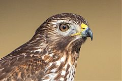 Red-shouldered Hawk