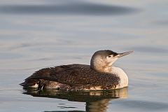 Red-throated Loon