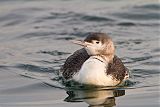 Red-throated Loon